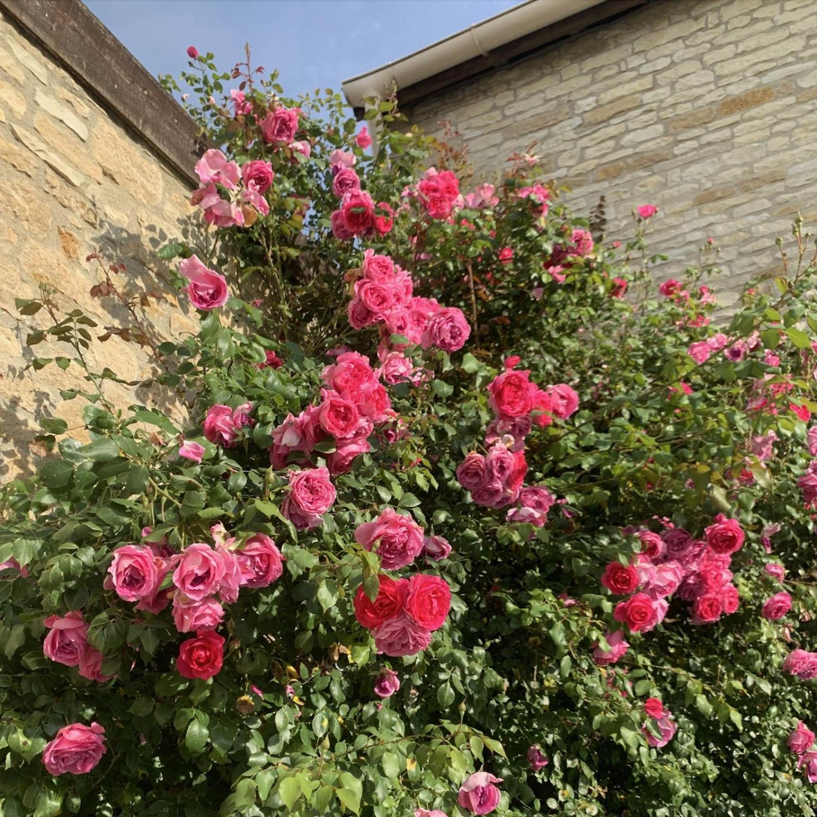 Gigny  La Cour Des Delices B&B 외부 사진