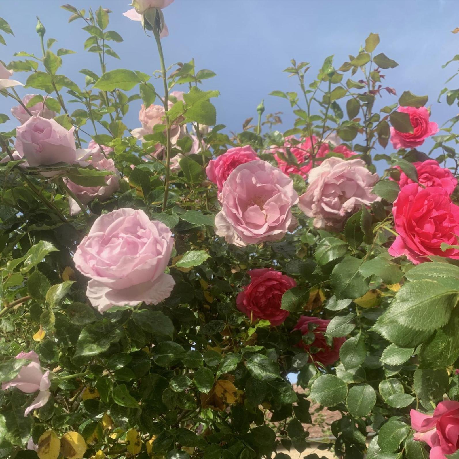 Gigny  La Cour Des Delices B&B 외부 사진